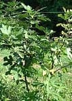 Fig Tree