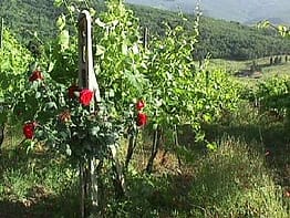 Roses & Grape Vines