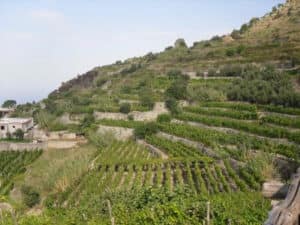 Vineyards Forio Ischia