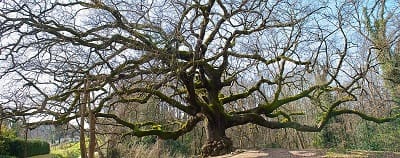 Quercia delle Streghe